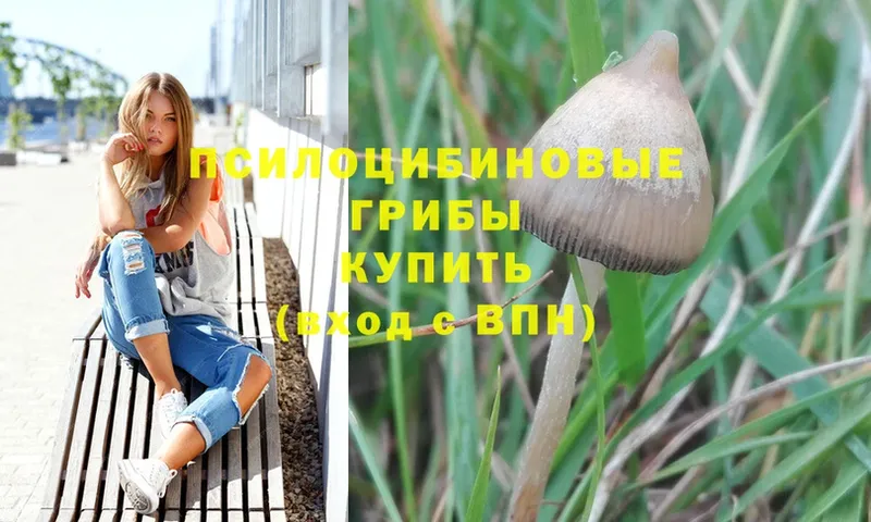 МЕГА ONION  Реутов  это формула  Псилоцибиновые грибы Psilocybe 